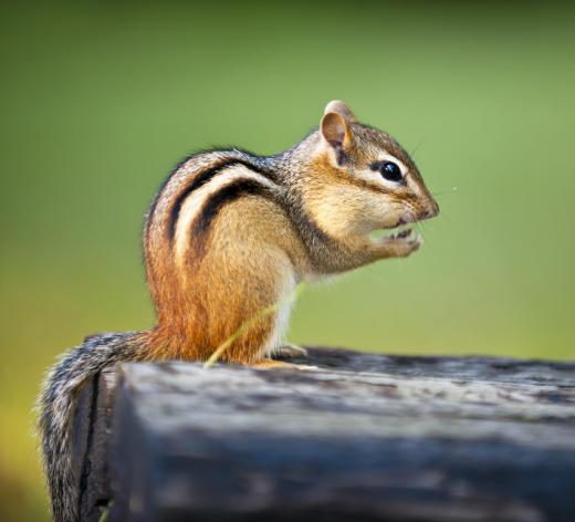 Squirrels and chipmunks collecting large amounts of nuts can be a signal of a harsh winter.