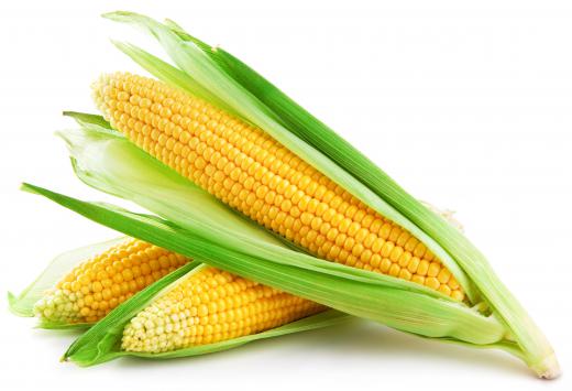 The development of civilization in the pre-Columbian Americas is linked to the domestication of maize.