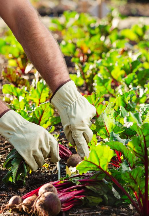 Agricultural work is considered a working class job.