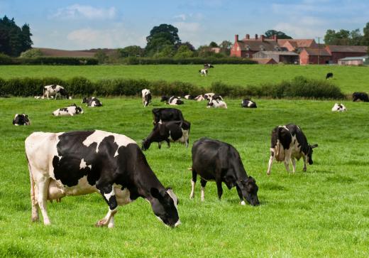 Barbed wire keeps cattle in and other animals out of a grazing pasture.