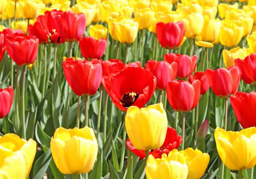 The tulip craze became an event due to the popularity of the tulip.