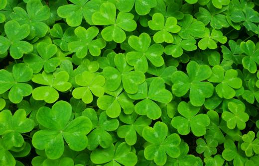 The three-leaf clover is the unofficial symbol of Ireland.